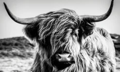 BÖNNINGHOFF Bild HIGHLANDER 150 x 90 cm