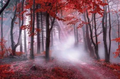 BÖNNINGHOFF Bild MYSTISCHER WALD 118 x 78 cm @