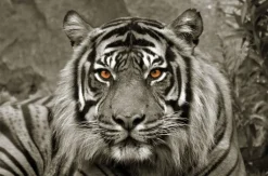 BÖNNINGHOFF Bild TIGER SEPIA 118 x 78 cm