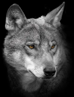 BÖNNINGHOFF Bild WOLF 46 x 61 cm