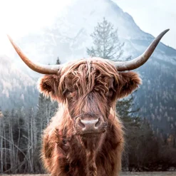PRO ART Glas-Art Bild HIGHLAND CATTLE 30 x 30 cm mehrfarbig