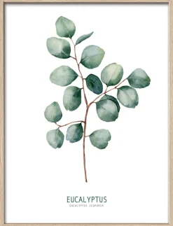 PRO ART Slim-Scandic Bild DIFFERENT EUCALYPTUS BRANCHES II 43 x 33 cm Rahmen mehrfarbig